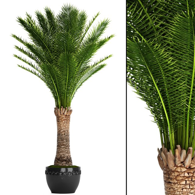 date palm 3D Model .c4d .max .obj .3ds .fbx .stl .blend 