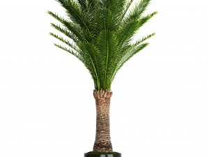 date palm 3D Model