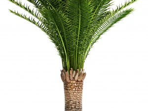 date palm 3D Model