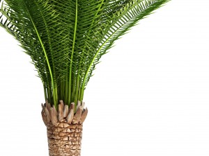 date palm 3D Model