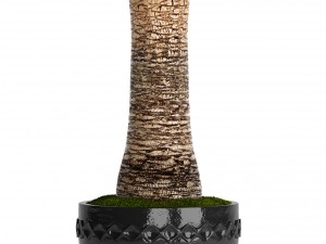 date palm 3D Model