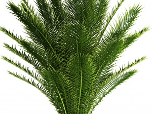 date palm 3D Model