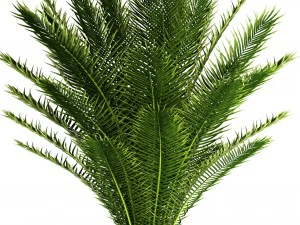 date palm 3D Model