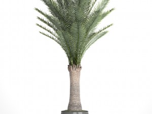 date palm 3D Model
