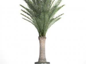 date palm 3D Model