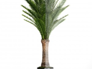 date palm 3D Model