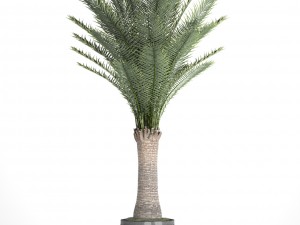 date palm 3D Model