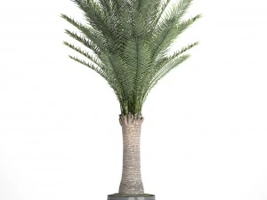 date palm 3D Model