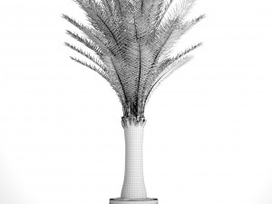 date palm 3D Model