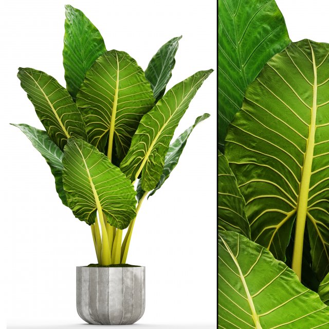 alocasia macrorrhiza 3Dモデル .c4d .max .obj .3ds .fbx .stl .blend 