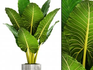 alocasia macrorrhiza 3D Model