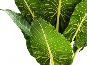 alocasia macrorrhiza 3Dモデル
