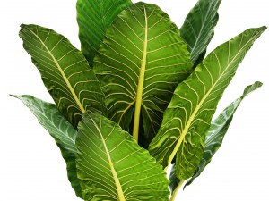alocasia macrorrhiza 3Dモデル