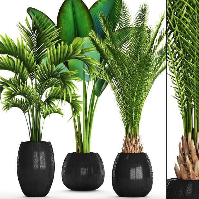 collection of tropical plants Modelo 3D .c4d .max .obj .3ds .fbx .stl .blend 