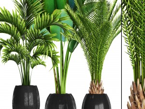 collection of tropical plants 3D 模型