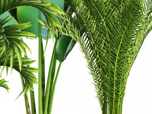 collection of tropical plants Modelo 3D