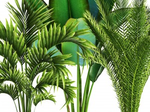 collection of tropical plants Modelo 3D
