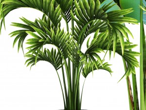 collection of tropical plants Modelo 3D