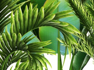 collection of tropical plants Modelo 3D