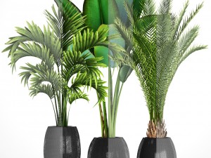 collection of tropical plants Modelo 3D