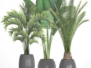 collection of tropical plants Modelo 3D
