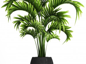 collection of tropical plants Modelo 3D