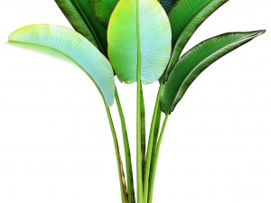 collection of tropical plants Modelo 3D