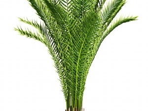 collection of tropical plants Modelo 3D