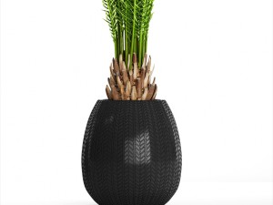 collection of tropical plants Modelo 3D