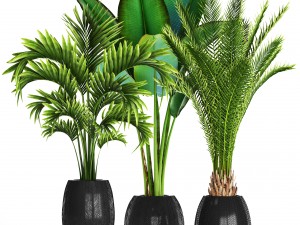 collection of tropical plants Modelo 3D