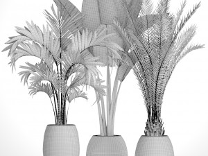 collection of tropical plants Modelo 3D