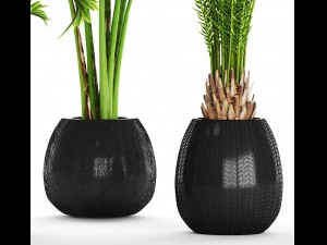 collection of tropical plants Modelo 3D