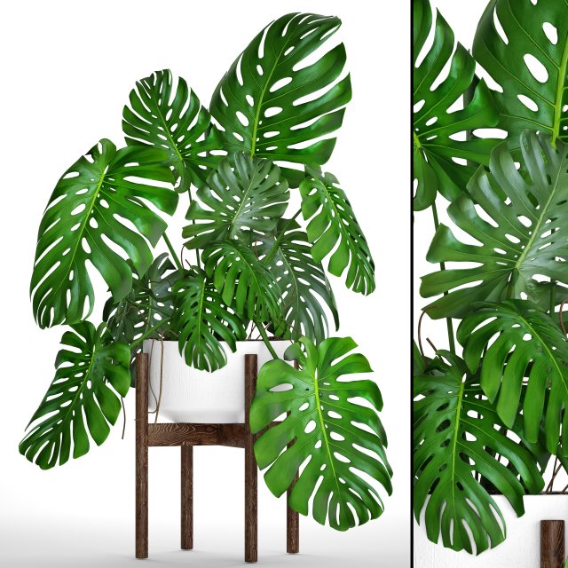 monstera 3D Модель .c4d .max .obj .3ds .fbx .stl .blend 