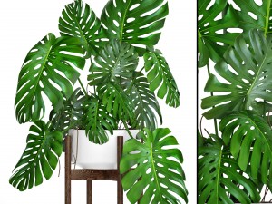 monstera 3D 模型