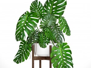 monstera 3D Модель