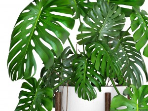 monstera 3D Модель