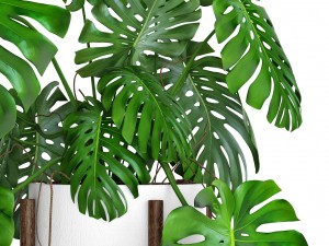 monstera 3D Модель