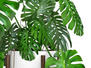 monstera 3D Model
