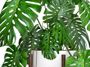 monstera 3D Модель