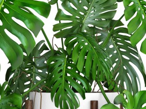 monstera 3D Модель