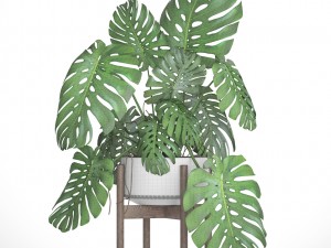 monstera 3D Модель