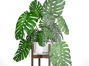 monstera 3D Модель