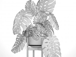 monstera 3D Model