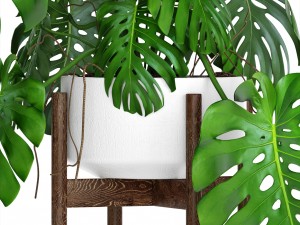 monstera 3D Модель