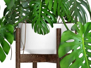 monstera 3D Model