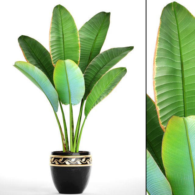 ravenala palm 3D Model .c4d .max .obj .3ds .fbx .stl .blend 