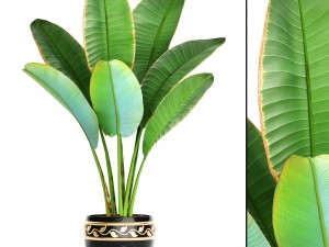 ravenala palm 3D Model