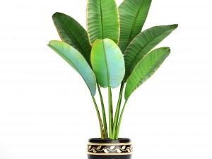 ravenala palm 3D Model