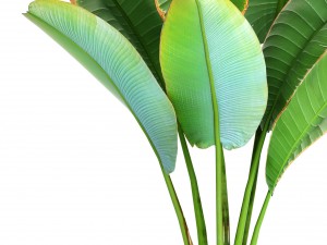 ravenala palm 3D Model
