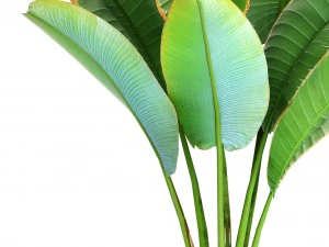 ravenala palm 3D Model